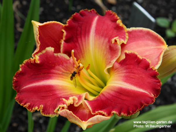 catalog/images/startseite/Much Ado About Magic.jpg